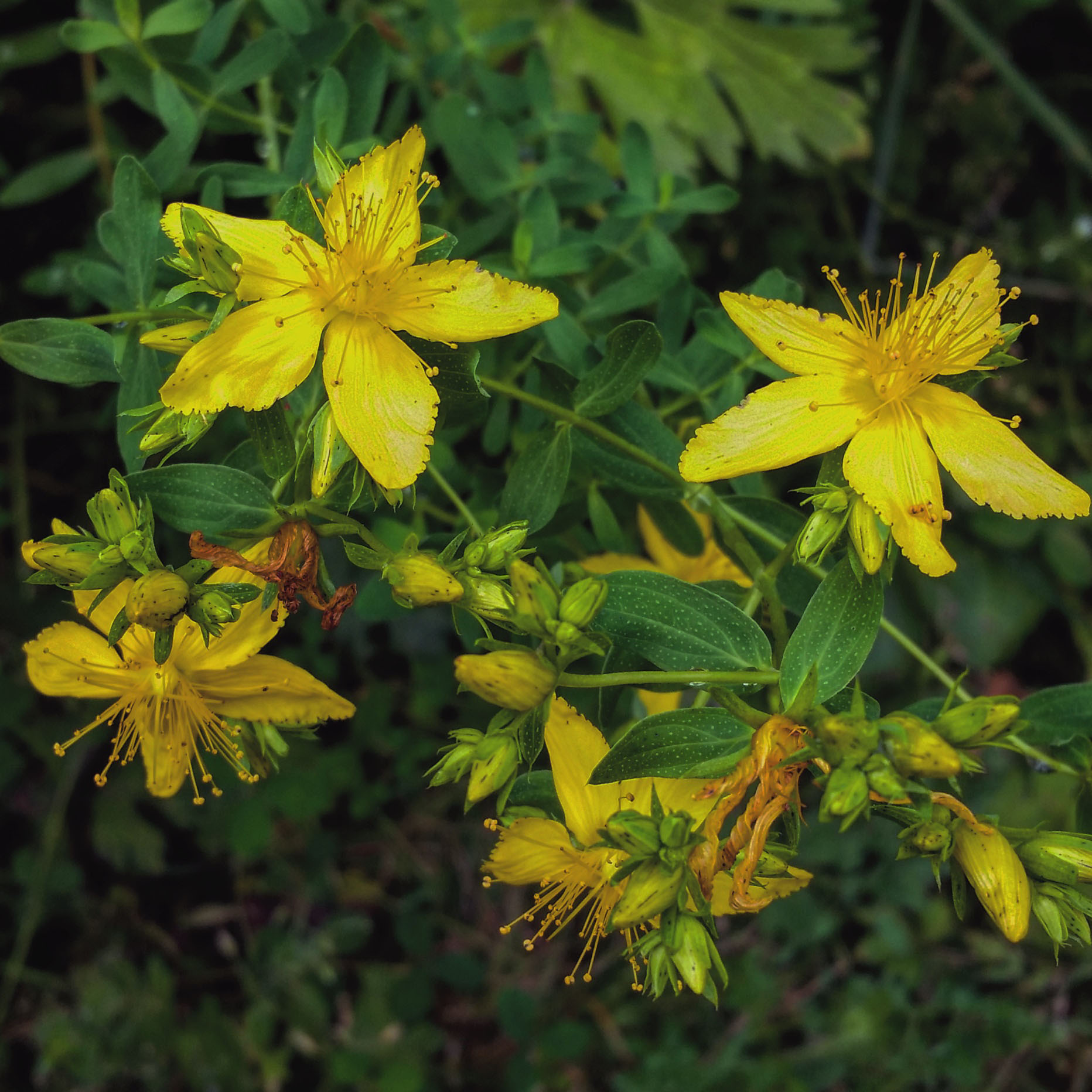 St. John's Wort - Anthony Teth